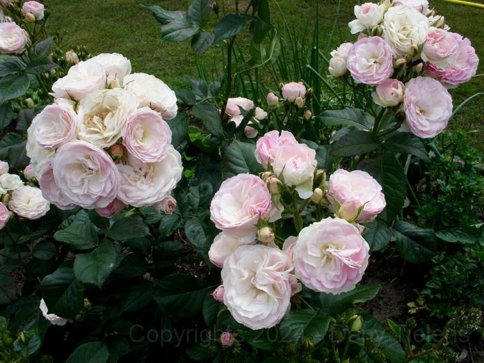 Rosa - Bouquet-Parfait 2.jpg